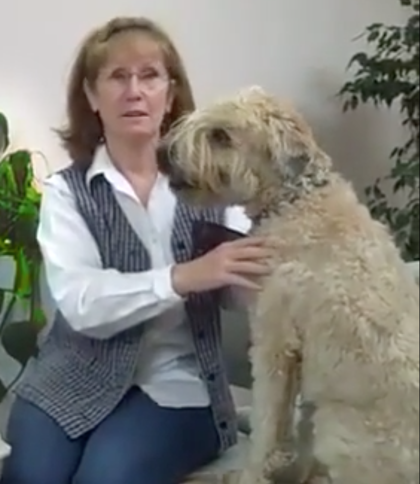 Cabinet Vétérinaire International,Geneva Veterinarian, veterinarian Geneva