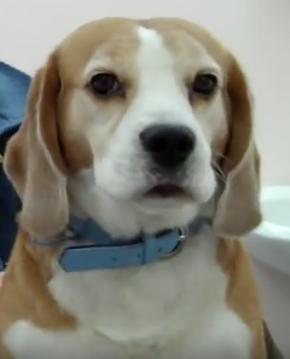  Cabinet Vétérinaire International, Geneva Veterinarian, veterinarian Geneva, smiegle