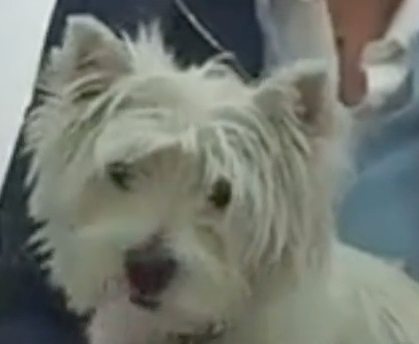  Cabinet Vétérinaire International, Geneva Veterinarian, veterinarian Geneva, Westy