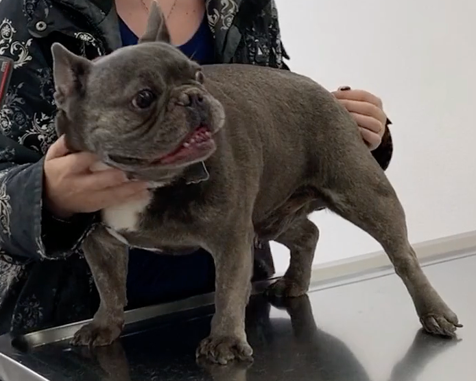  Cabinet Vétérinaire International, Geneva Veterinarian, veterinarian Geneva, Husko