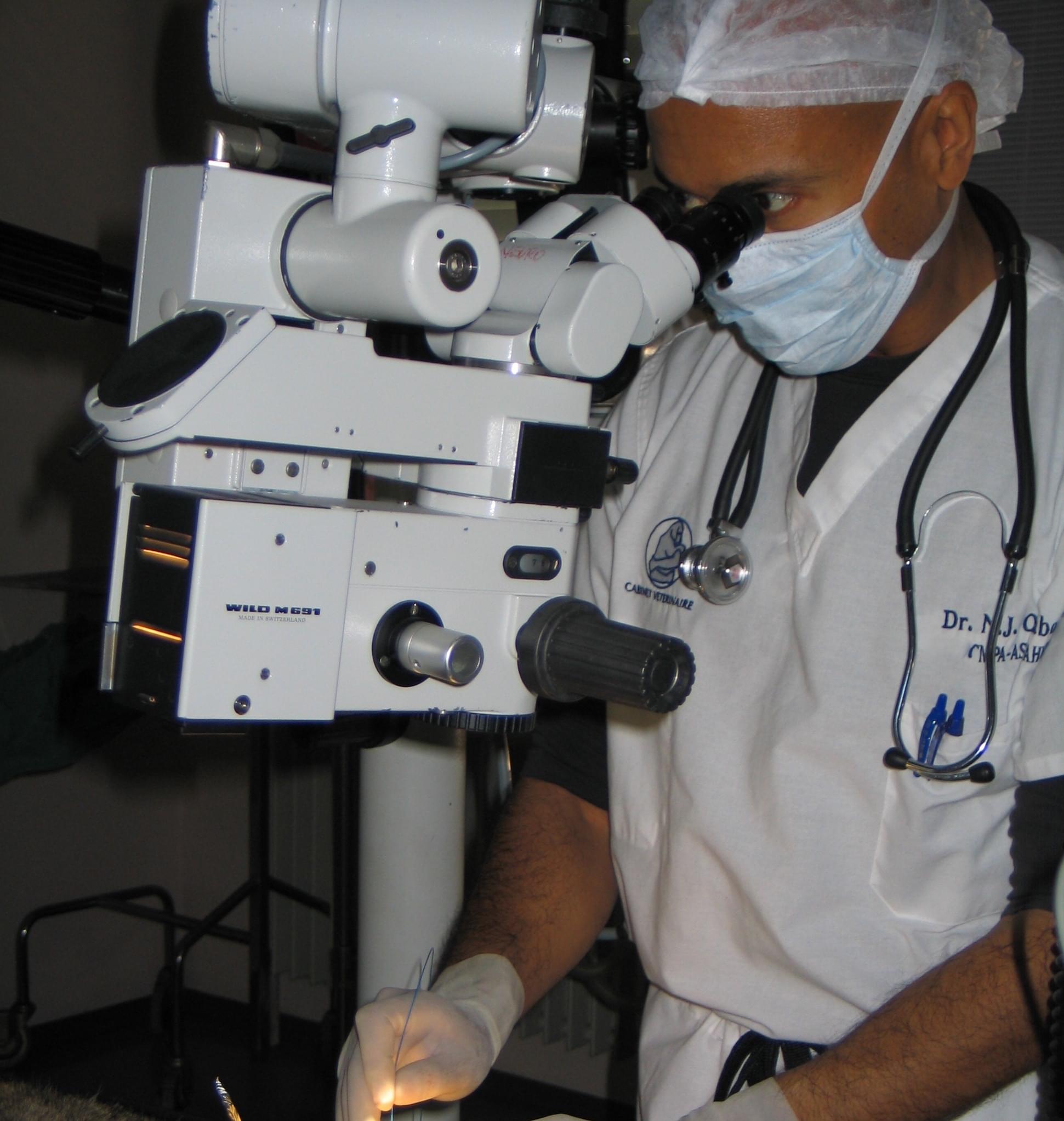  Cabinet Vétérinaire International,  Cabinet Vétérinaire International, Dr. Omaboe, Geneva Veterinarian, veterinarian Geneva, Dr Omaboe Surgery