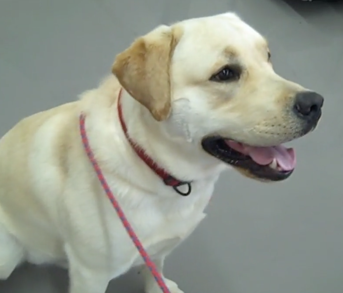  Cabinet Vétérinaire International, Geneva Veterinarian, veterinarian Geneva, Cordy 